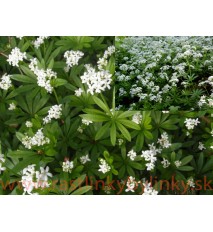 Marinka voňavá - (Galium odoratum L., Asperula odorataL.)